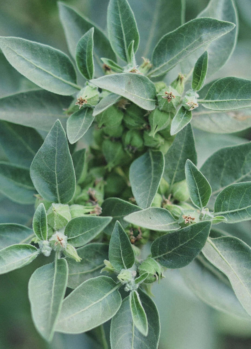 Immunsystem stärken: Ayurveda, Ernährung & natürliche Mittel für die kalte Jahreszeit