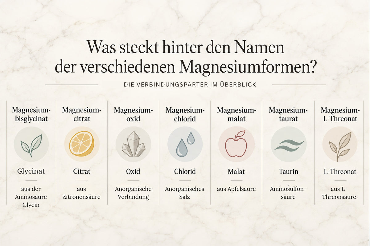 Infografik zu sieben Magnesiumformen und ihren Verbindungspartnern wie Glycinat, Citrat, Oxid, Chlorid, Malat, Taurin und L-Threonat.