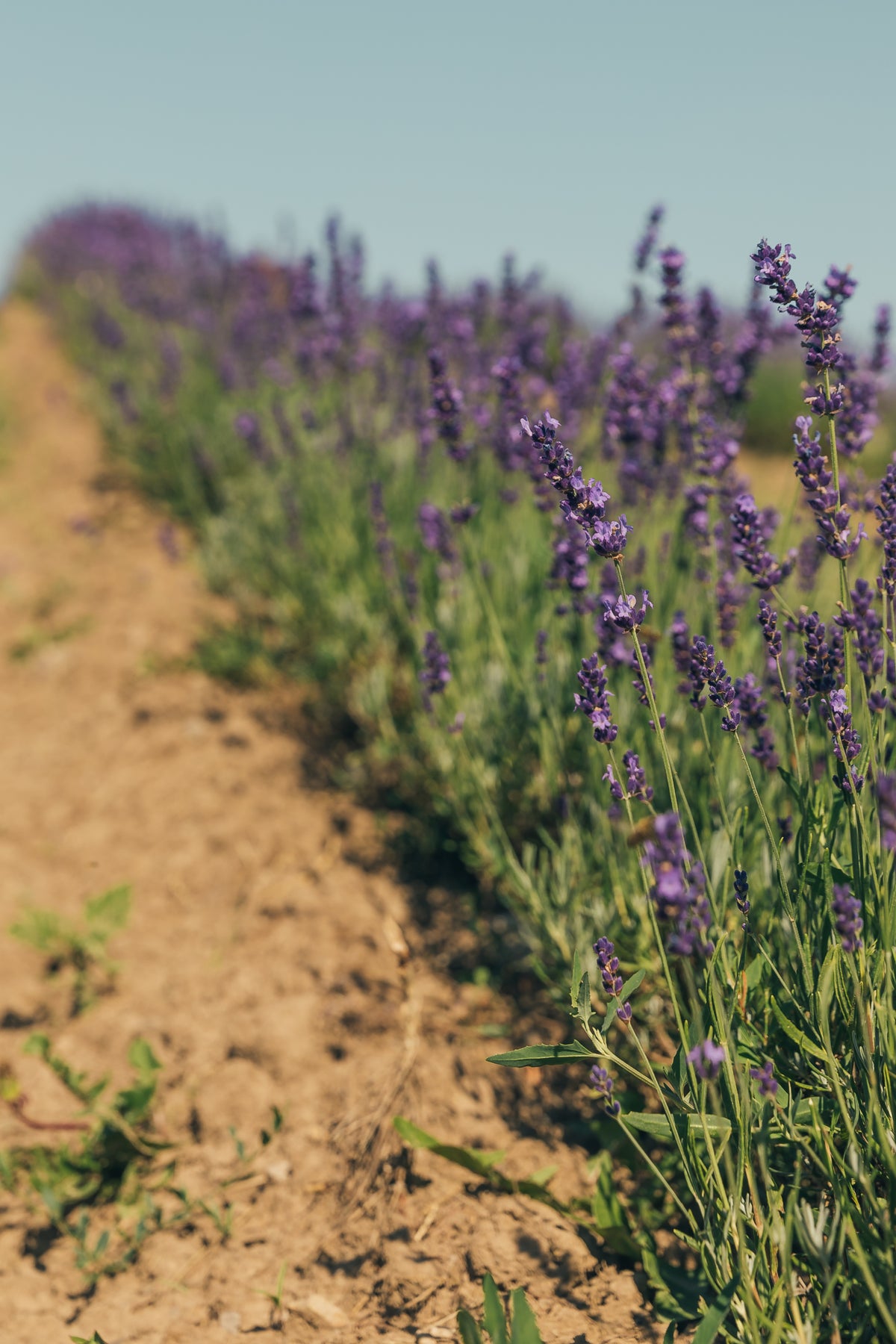 Lavendel