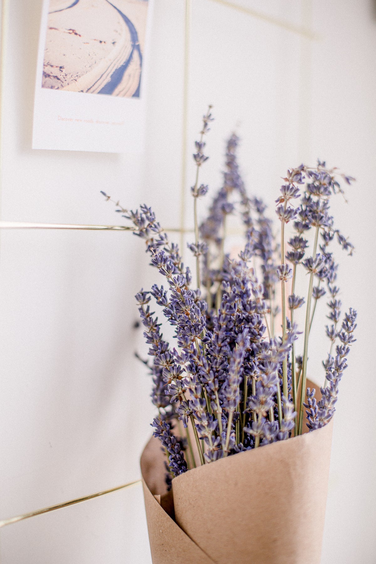 Lavendel